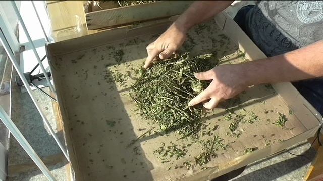 Свои семена мангольда