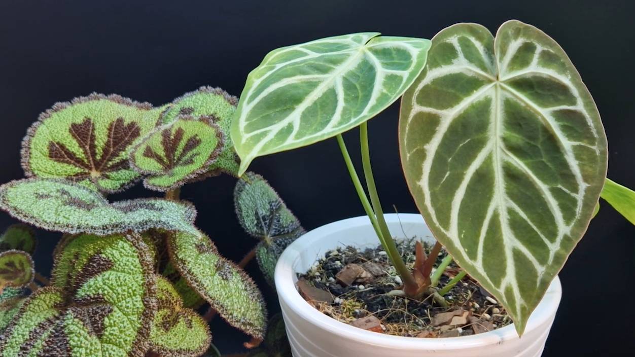 Небольшой обзор цветов из моей оранжереи. Всё преображается! 🌿🌸☘️🌺