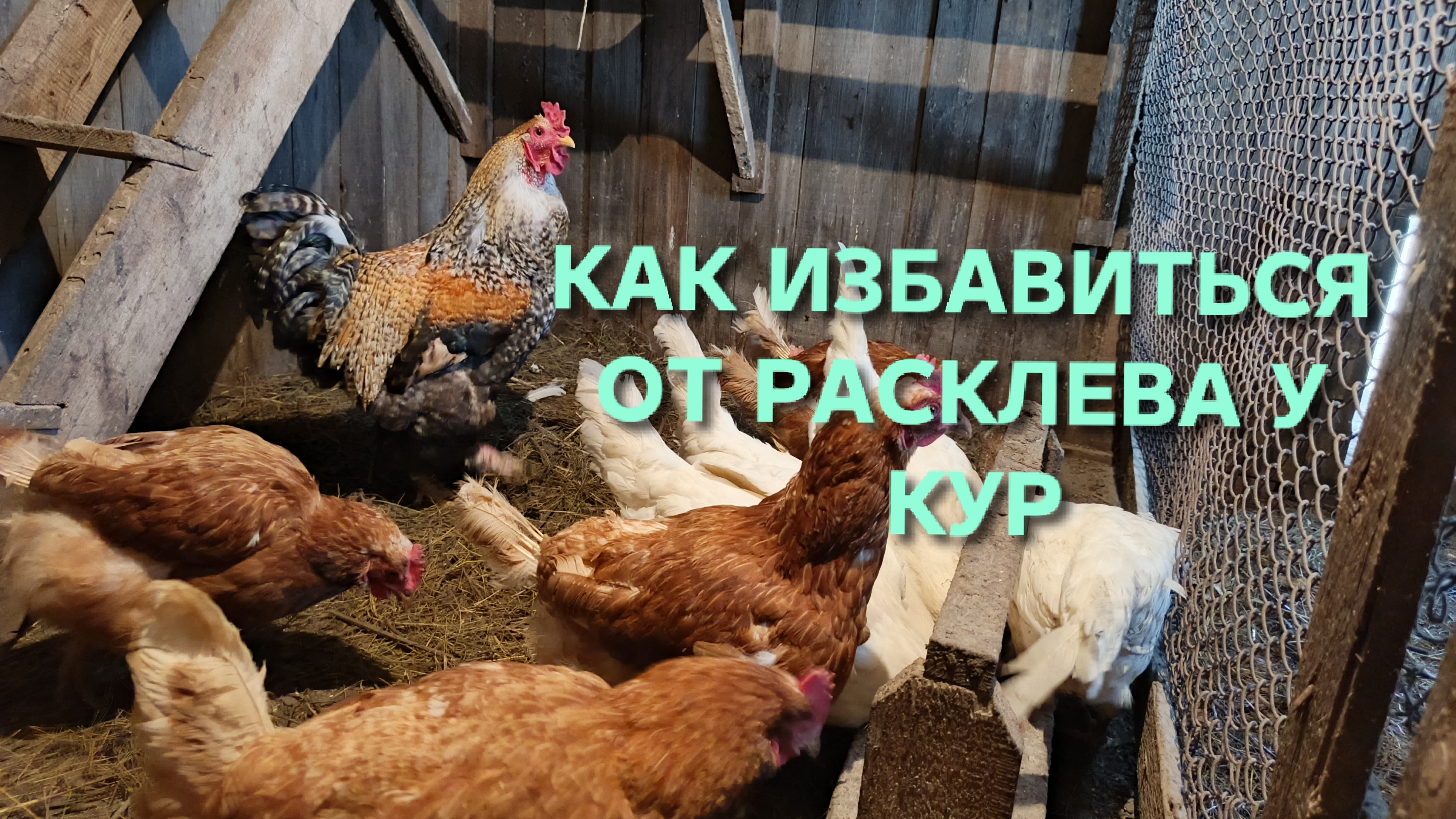 Жизнь в деревне Как избавиться от расклева у кур