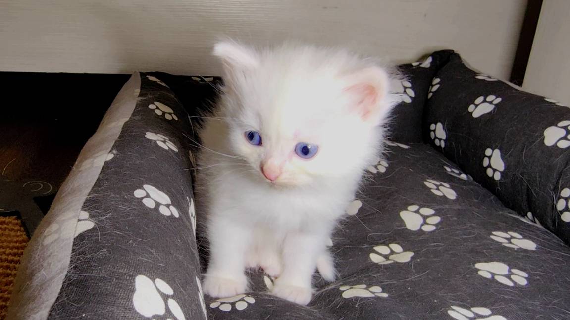 Мама-кошка и её котята. Счастливая кошачья семья. Белый маленький котёнок.