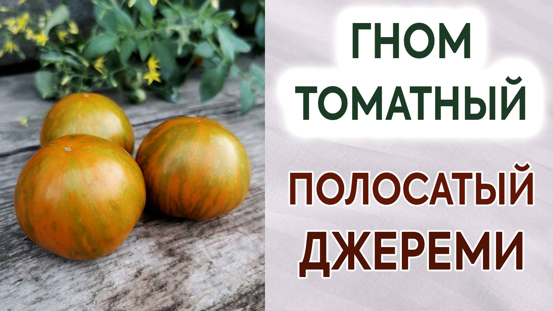 Гном томатный "ПОЛОСАТЫЙ ДЖЕРЕМИ". Обзор + Отзыв. Урожайность. Вкус помидоров.