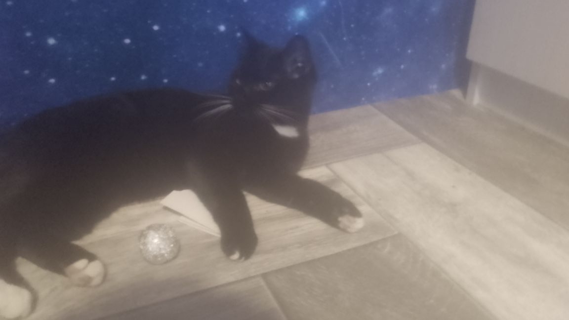 моя кошка Эльза играется шариком из фольги