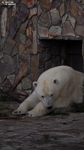 Медведица Хаарчаана прилегла отдохнуть на свою лапу. Ленинградский зоопарк