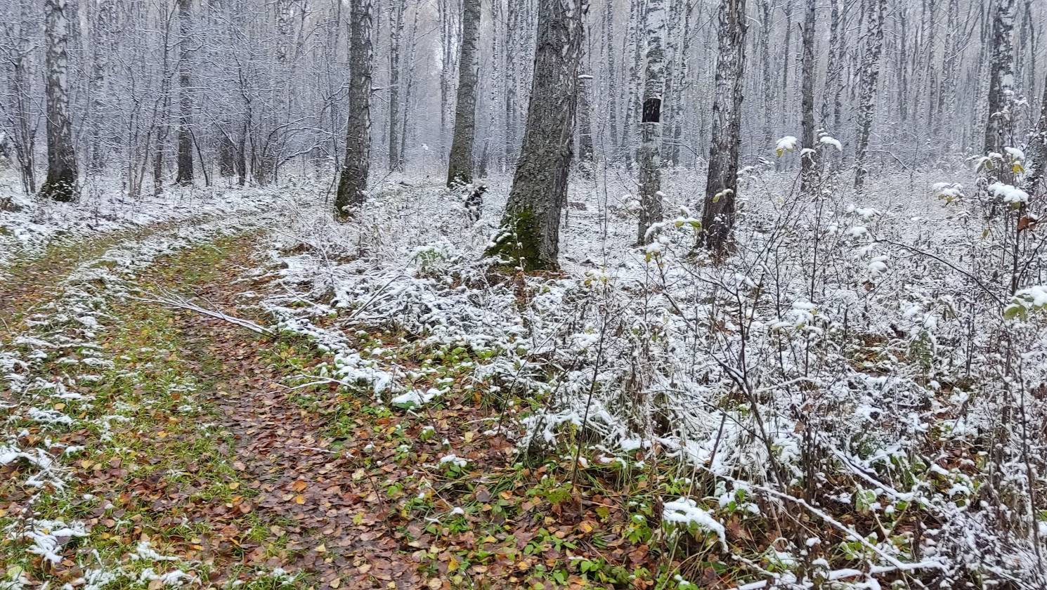 Канадский волк - гибрид. 10 октября 2025, первый снег в Сибири