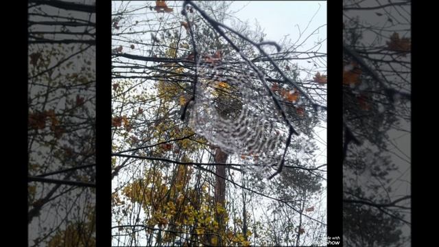 В море листопада /авт. песня, М.И. Бондарев/