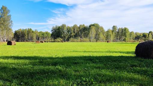 Канадский волк - гибрид. Времена года