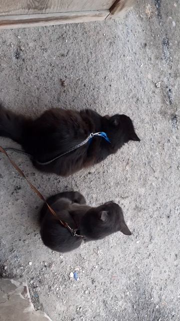 Пойти, не пойти.