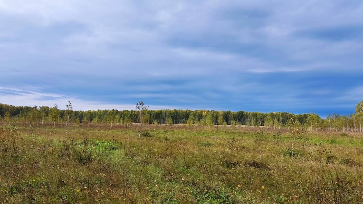 Канадский волк - гибрид. 15 сентября 2025