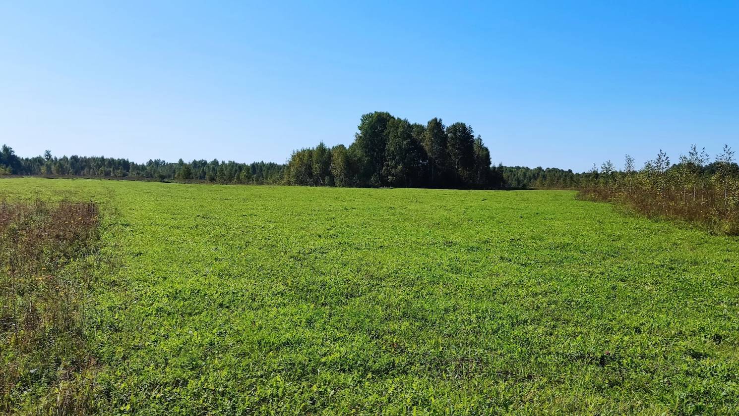 Канадский волк - гибрид. Последние дни лета 2025.