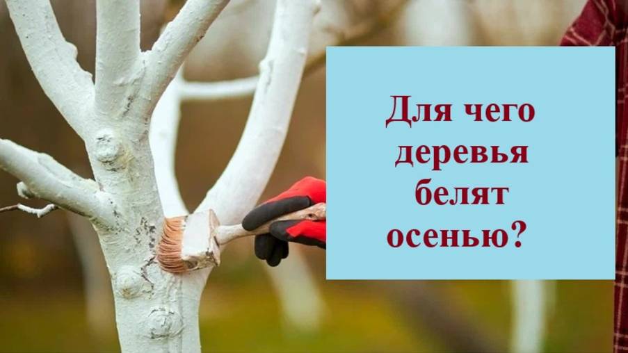 Для чего нужно ОБЯЗАТЕЛЬНО БЕЛИТЬ деревья в саду осенью?