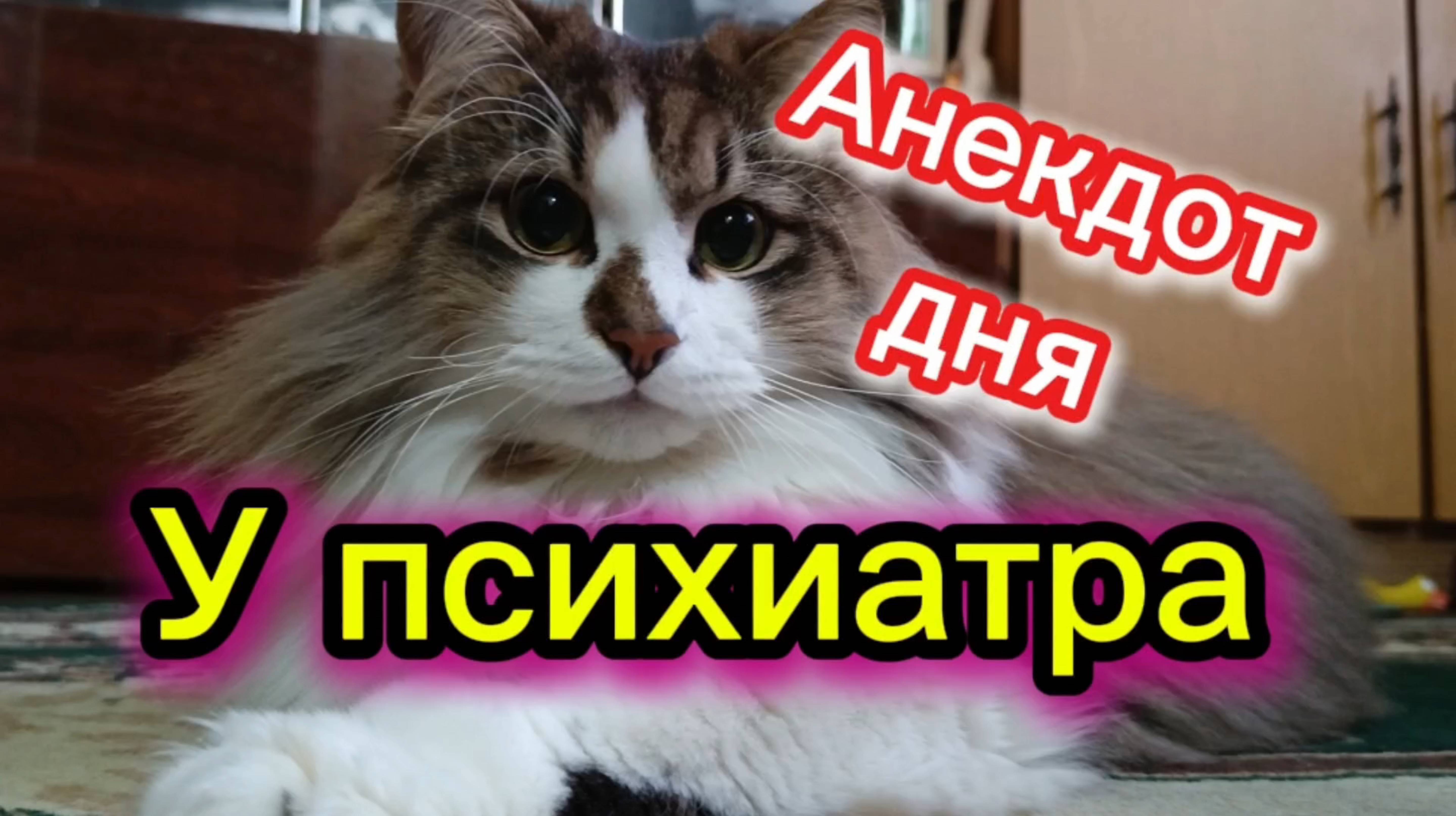 Кошки с озвучкой.