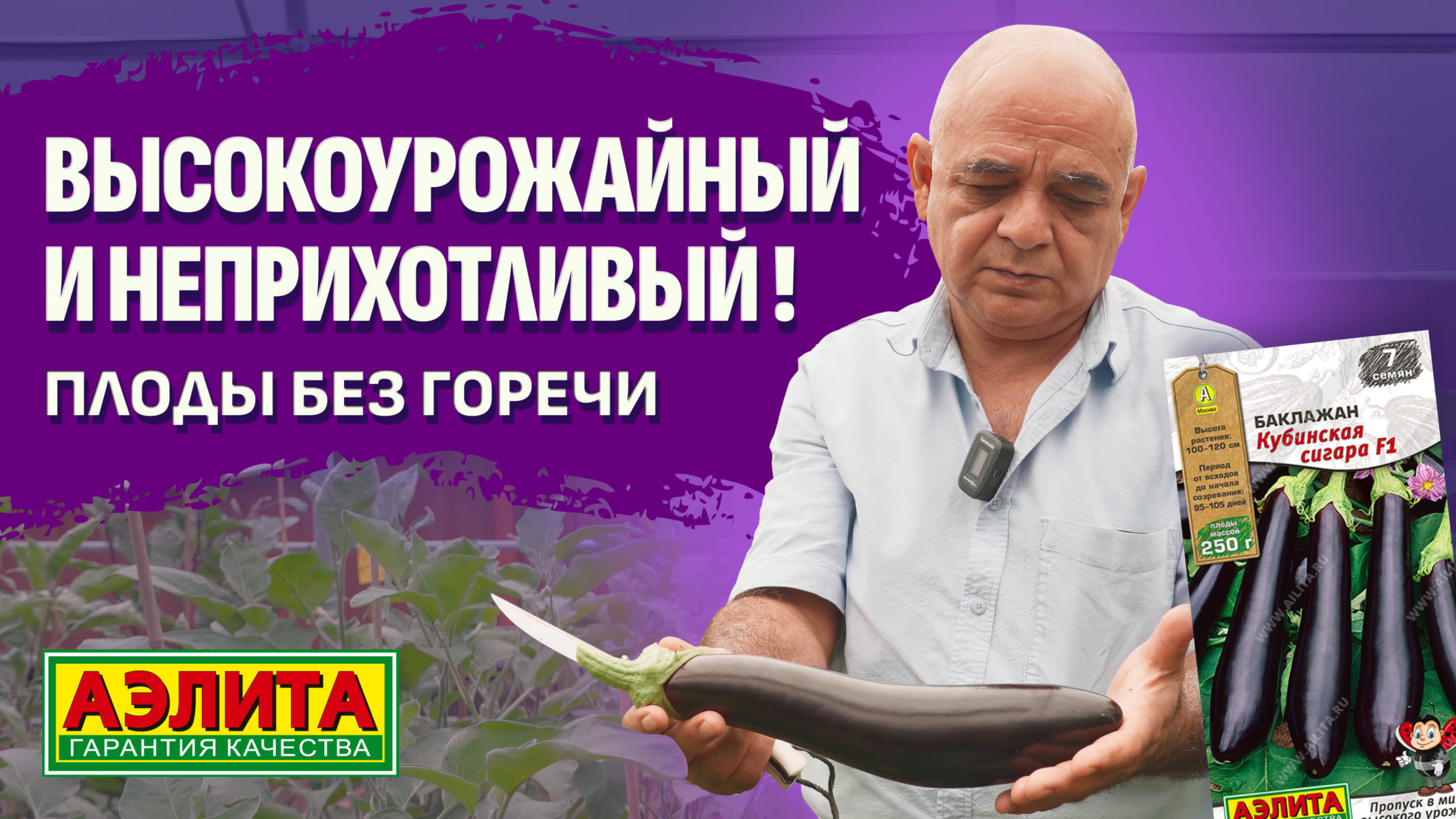 Урожая будет много! Баклажан КУБИНСКАЯ СИГАРА F1