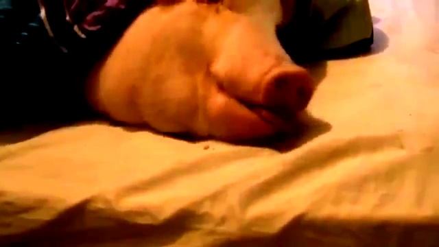 Баба грае  на баянi Лiсапетный батальон  (прикол)ремикс шуточный