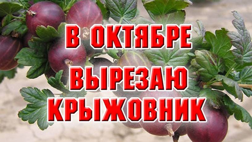 ЧТО ДАЛАТЬ С КУСТАМИ КРЫЖОВНИКА_ БУДЕМ РЕЗАТЬ!