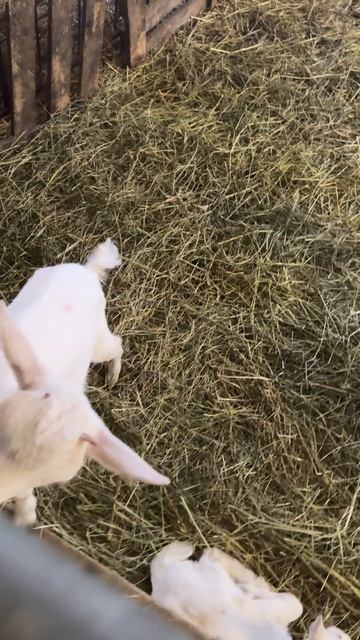 Отопление фермы