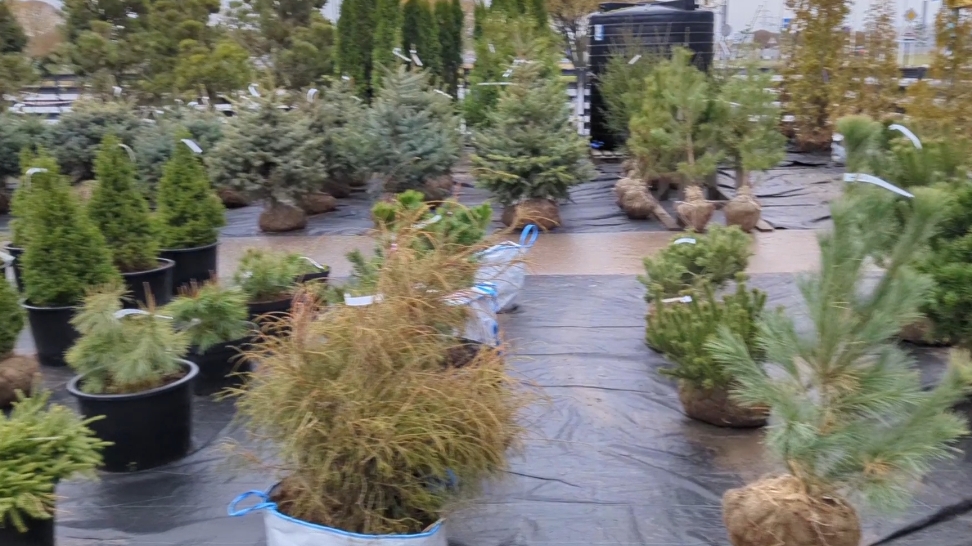 30-10-2025.Питомник растений Мега Парнас.