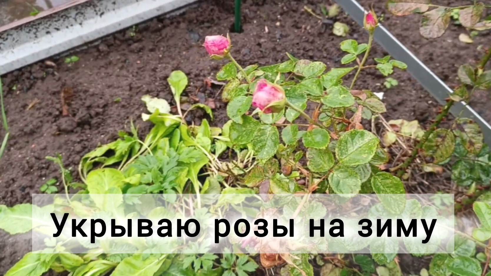 Укрываю розы на зиму. Последние дела на огороде