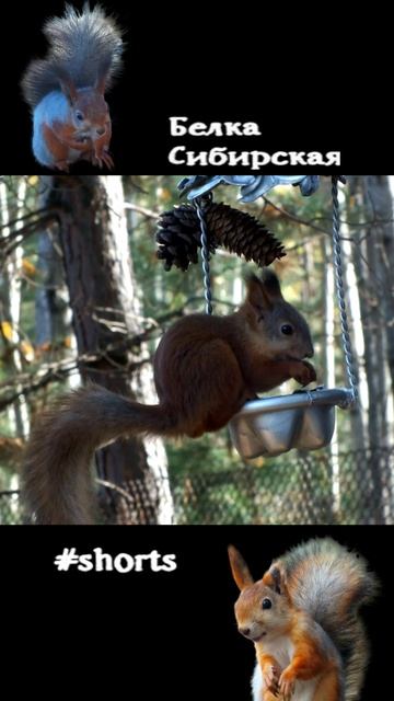 Белка и поползень на лесной кормушке
