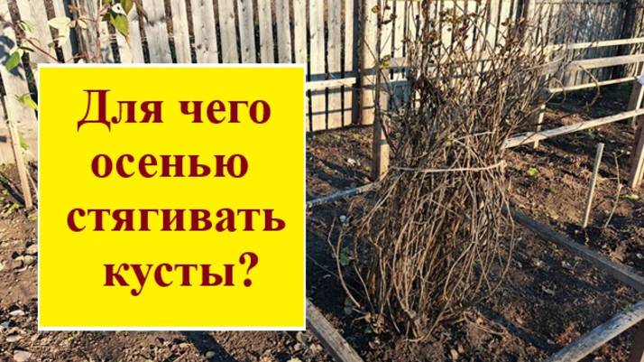 Для чего нужно осенью стягивать кусты смородины и как это  сделать правильно?