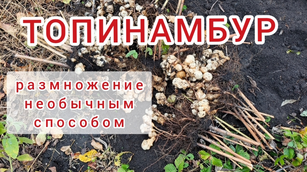 Топинамбур. Сбор урожая.