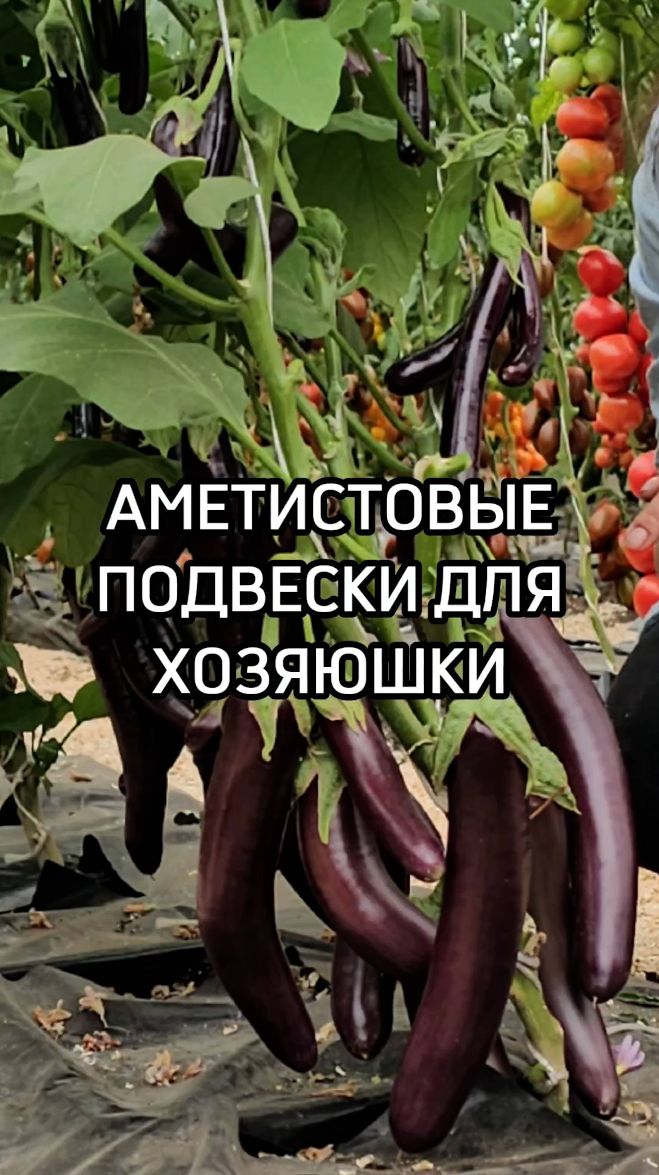 Почему нужно обязательно посадить этот баклажан?