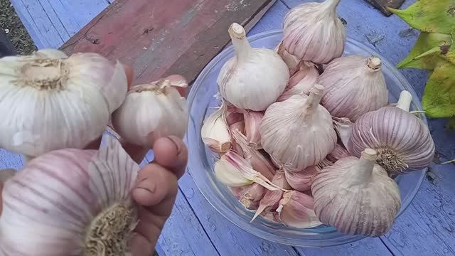 7.10.25г.  Первая Посадка ЮЖНОГО Озимого🧄🧄🧄 ЧЕСНОКА!!!👍🙂