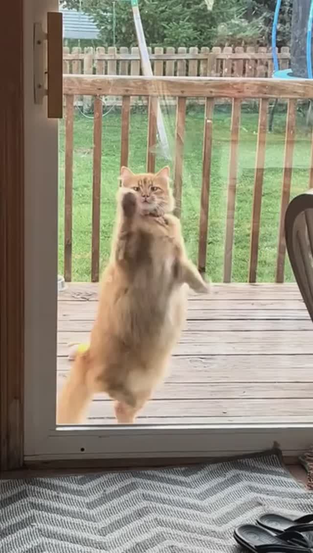 🤣 Кожаный... Впусти меня... Жрать хочу!!!... 🤣