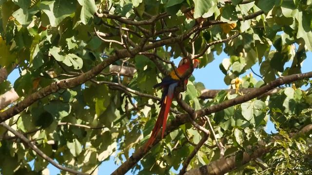 НЕВЕРОЯТНО КРАСИВАЯ МУЗЫКА ДЛЯ ДУШИ