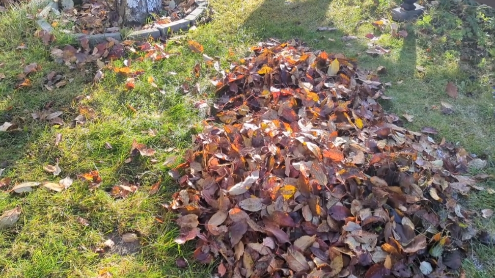 26-10-2025.Дача.Опять подморозило.Собираю листья.(18.10-19.10.25)