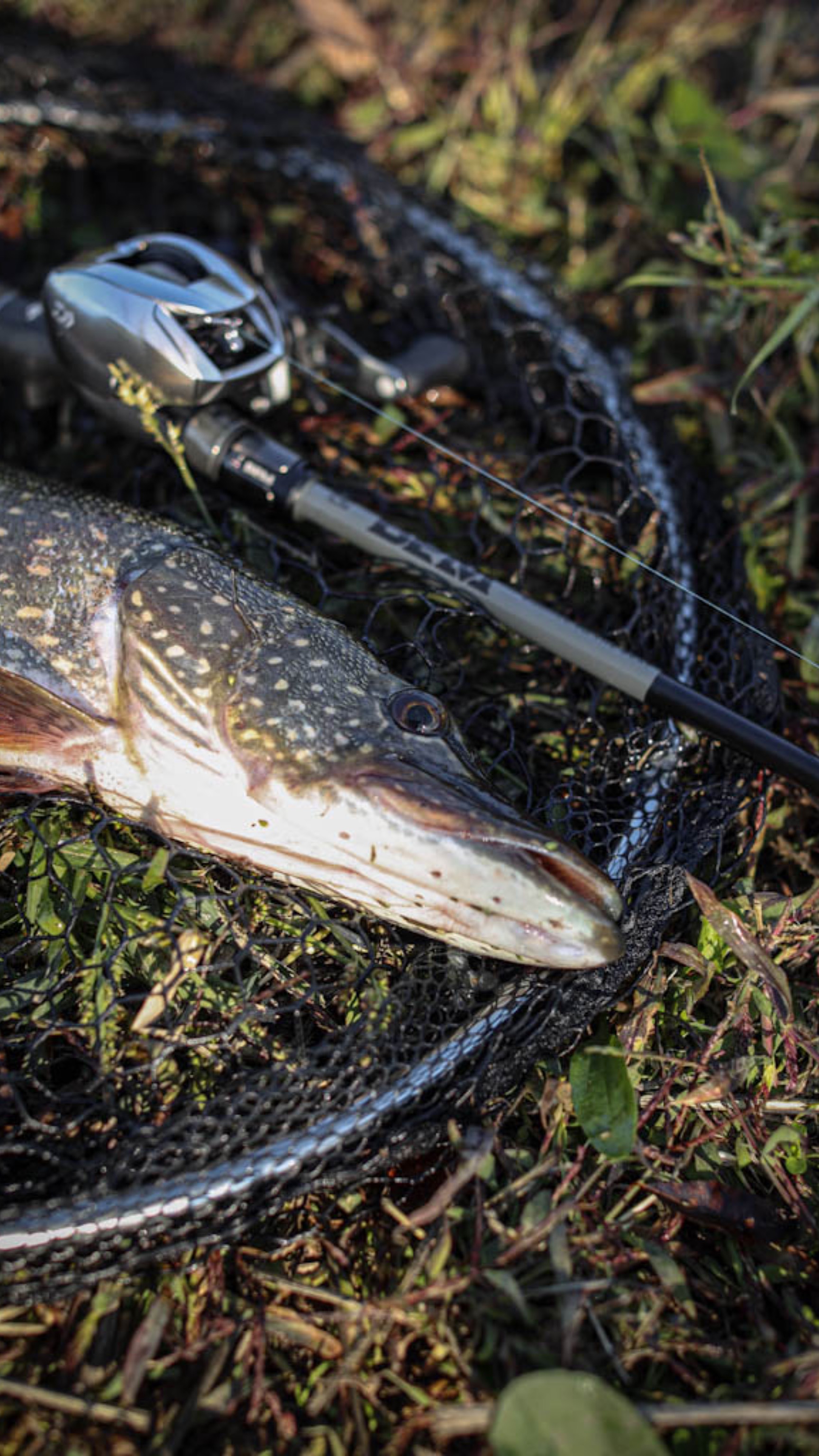 Щука на ZipBaits Rigge 90F 🎣