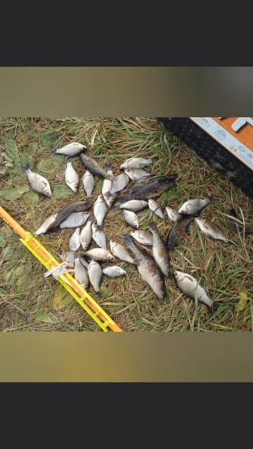 Как же в выходной день без рыбалки? Даешь рыбалку! Сегодня прогулялся на Старицу на пару часиков.