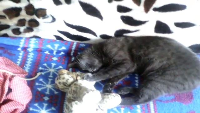 АРХИВ 2016г.   Спящий🐈 Котик  ПУСЕЧКА!!!🙂👍