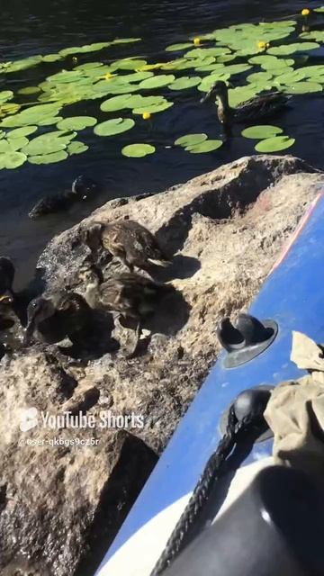 Ленобласть. 08.07.2024. Часть 51. Обед с удобствами