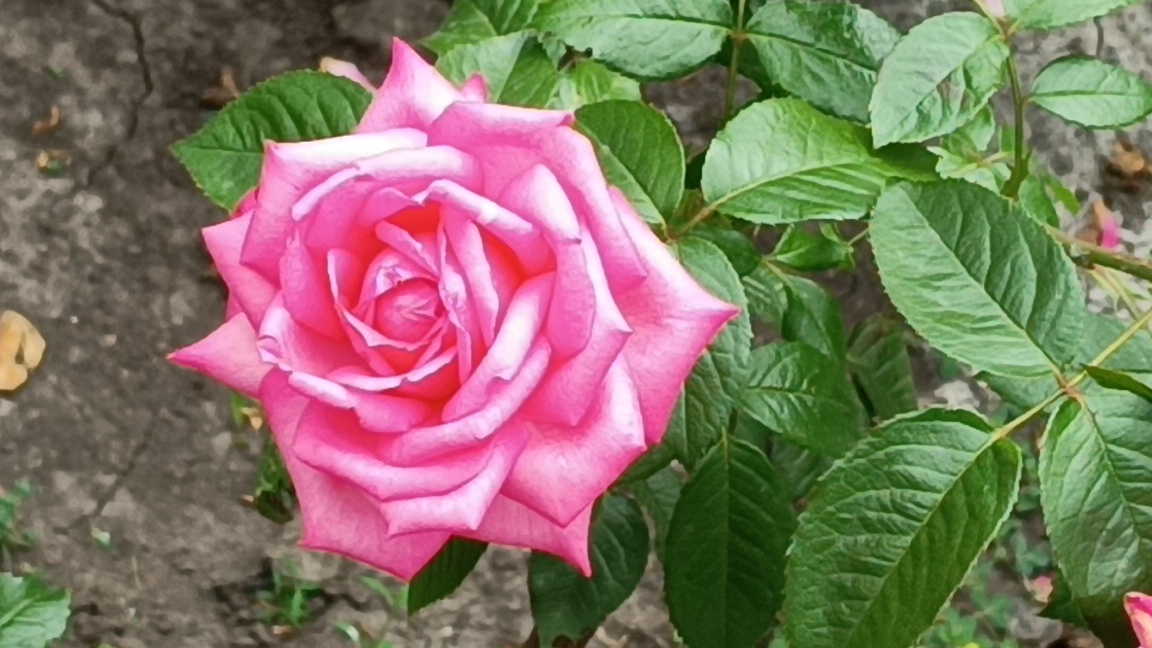 Путешествие в мир роз (1)