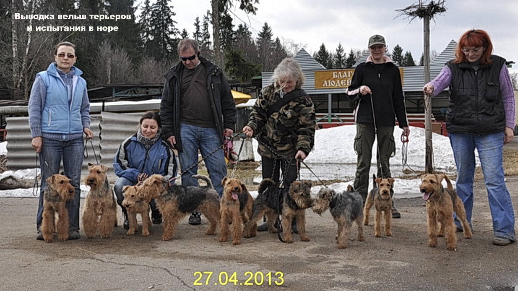 Работа Организаторов с вельш терьерами-Х-2025