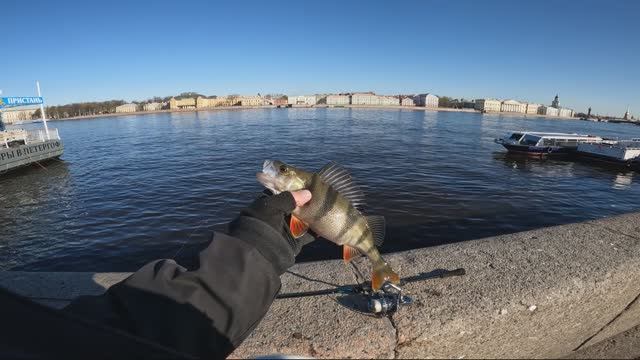 Рыбалка в центре СПБ #спиннинг 🔥