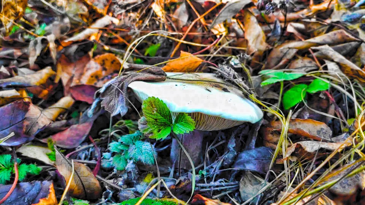 СИНИЕ НОЖКИ РАСТУТ В ЭТИХ МЕСТАХ! Сбор грибов в октябре