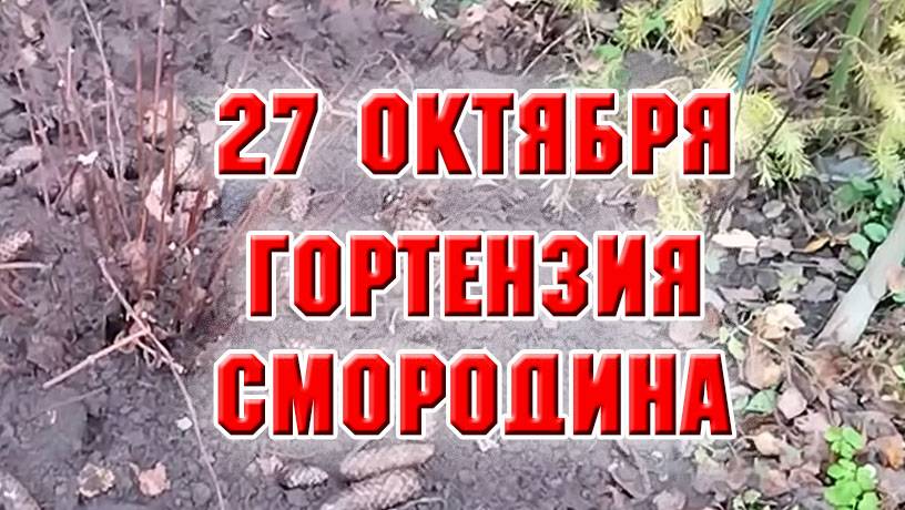 27 октября. Посадки-пересадки, обрезка смородины