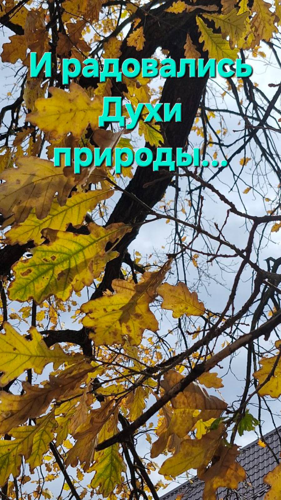 И радовались Духи природы. Энергоработа ВселеннаяЯ. #вселеннаяя, #переход, #трансформации