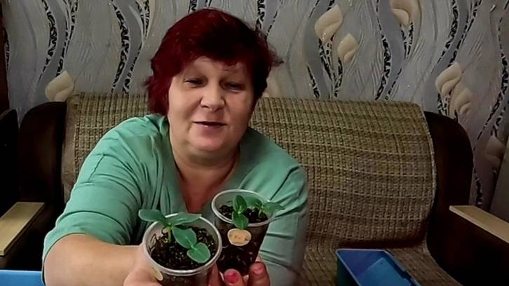 🌱ОГОРОД НА ПОДОКОННИКЕ!! Рассада растёт как на дрожжах!! Сеем Базилик!