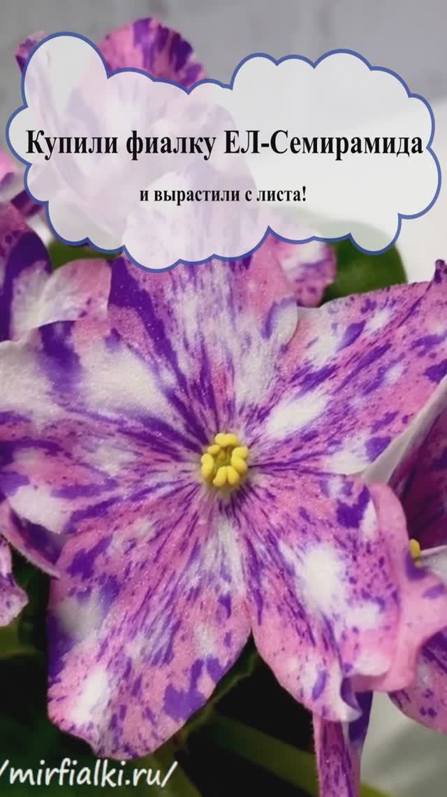 Ожидание и Реальность! Фиалка ЕЛ-Семирамида!