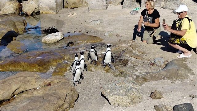 пингвины в ЮАР