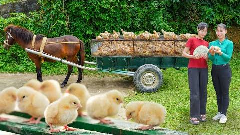 Buy Many Baby Chickens and Use Horse Cart to Take Them to the Country Market to Sell _Ly Tieu Toan.