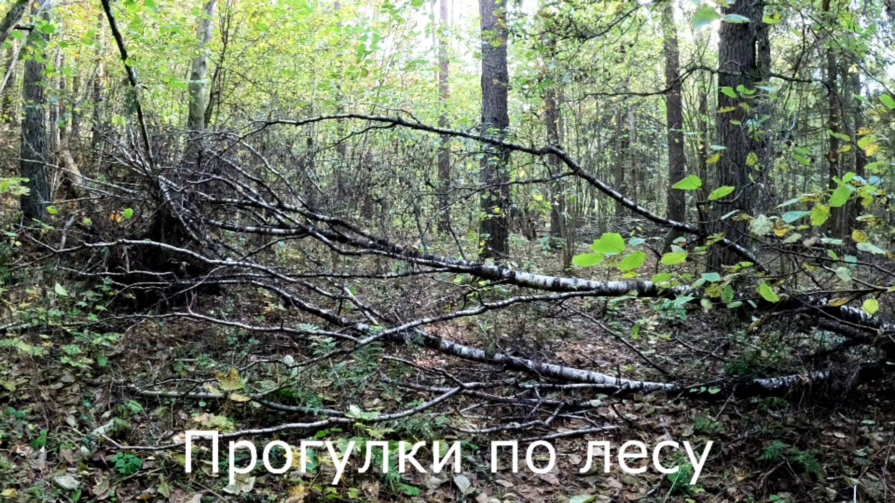 Прогулки по лесу. Выхожу из леса. Мой заработок в интернете