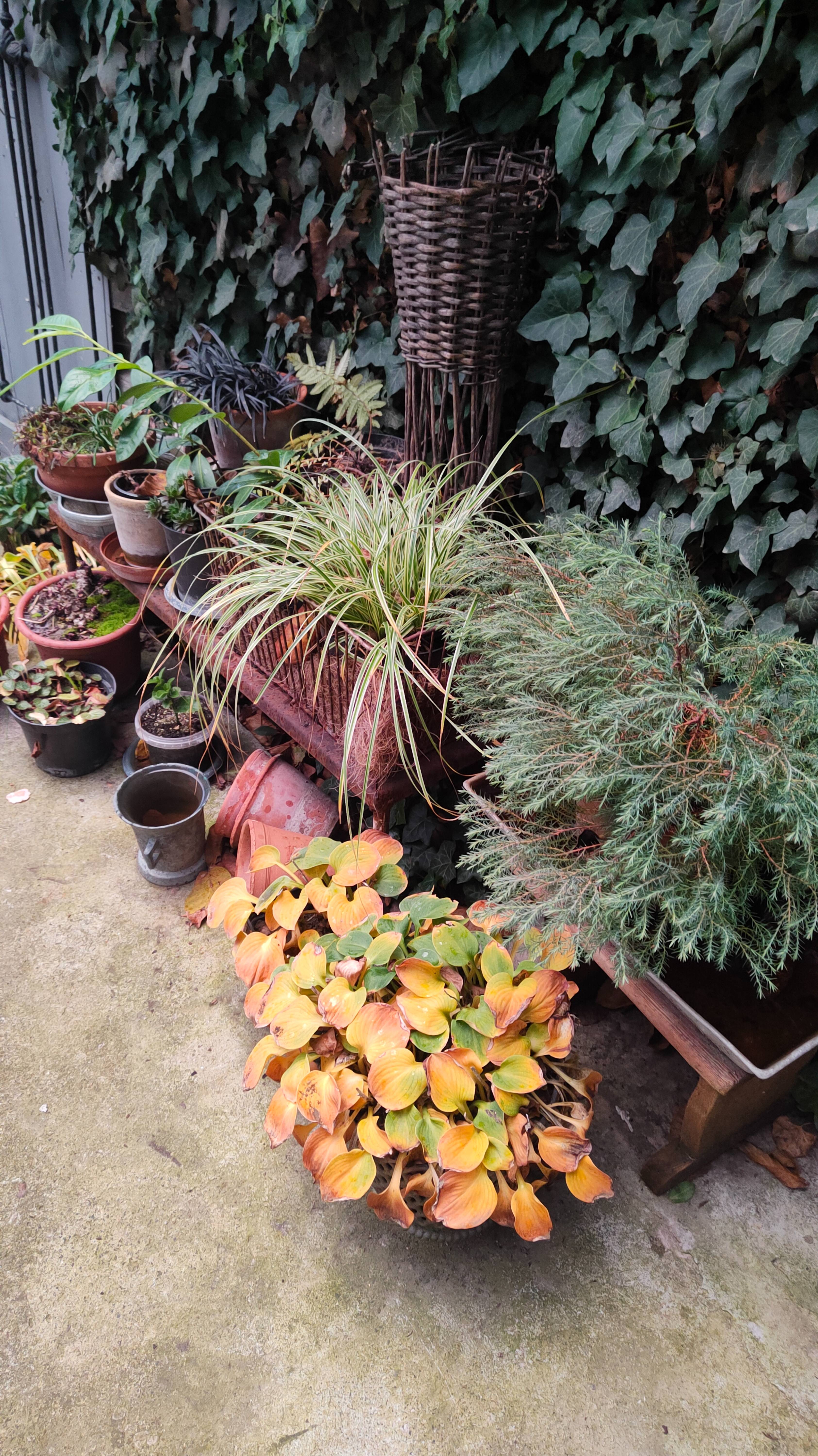 Мой горшечный садик 25.10.2025 г. Пятигорск, зона 6б. Полное видео есть на моём канале.