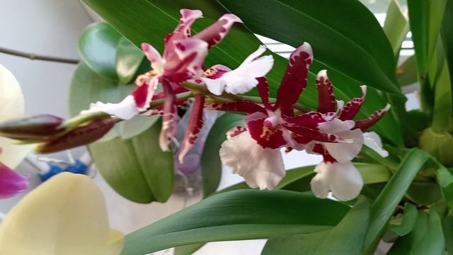 КАМБРИЯ "ЕВРОСТАР".