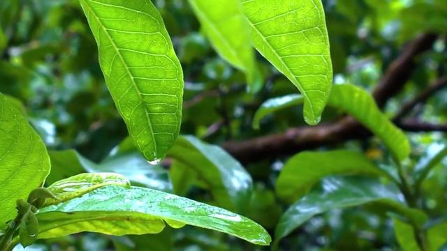 ВОСХИТИТЕЛЬНАЯ, ЗАВОРАЖИВАЮЩАЯ МУЗЫКА ДЛЯ ДУШИ!!!