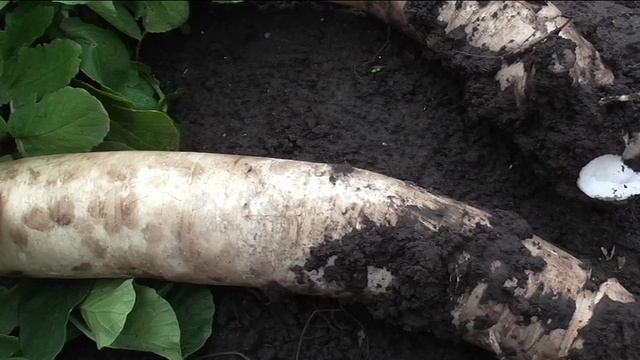 Дайкон ЦЕЗАРЬ