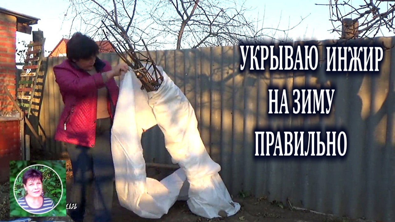 Как укрыть инжир на зиму чтобы он не вымерз зимой