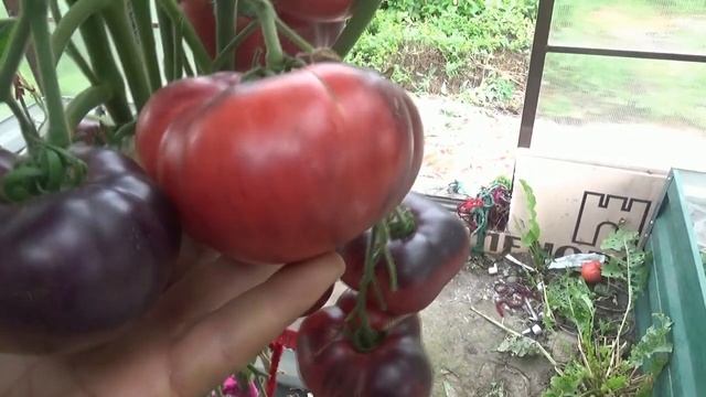 Томат Лазурный гигант. Дегустация и обзор сорта в теплице и в открытом грунте.